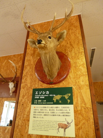 623円山動物園5.JPG