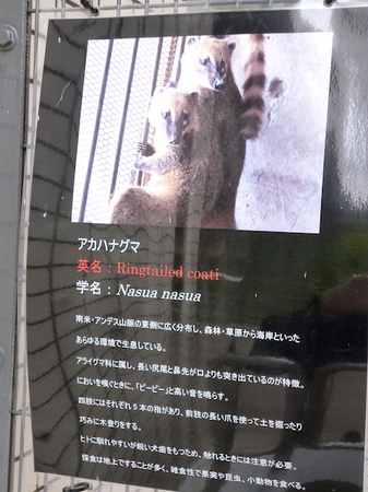 658円山動物園3.JPG