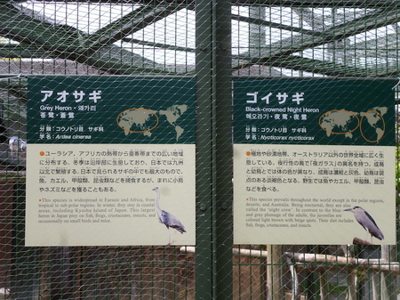 670円山動物園5.JPG